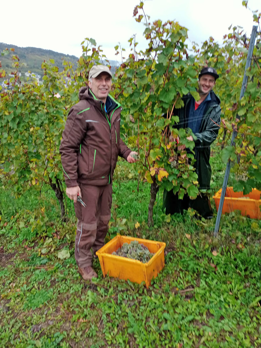 Weingut Schuh-Sausen Reil Mosel Weinlese