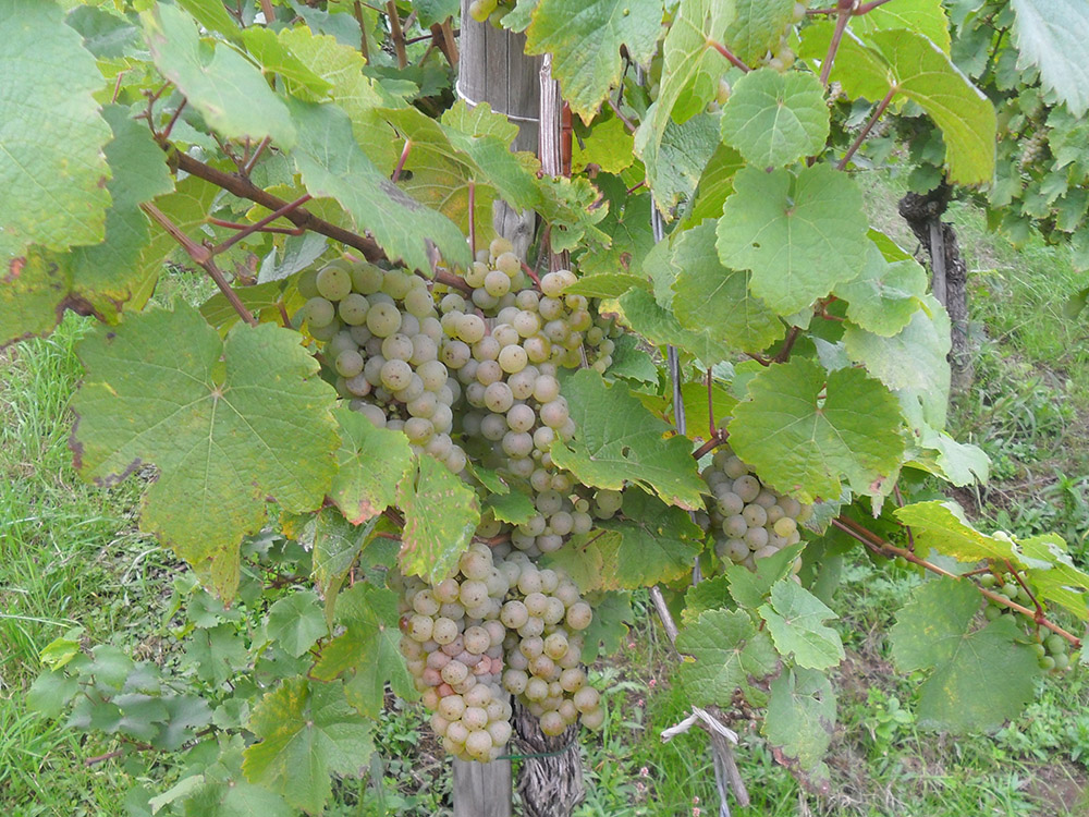 Weingut Schuh-Sausen Reil Mosel Weinlese