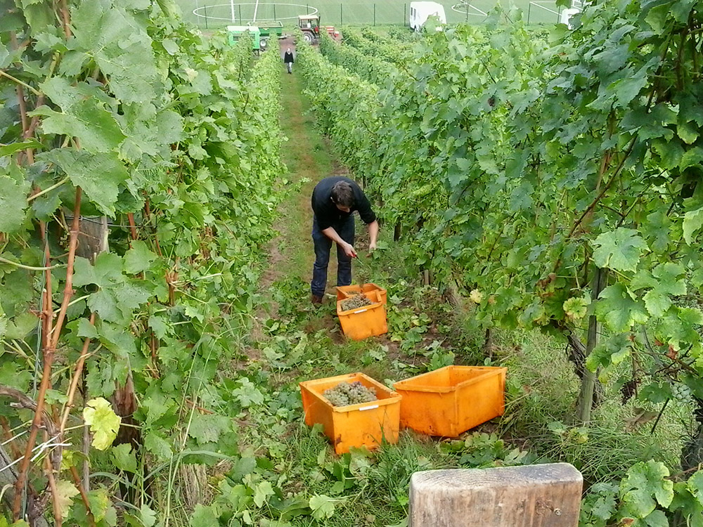 Weingut Schuh-Sausen Reil Mosel Weinlese