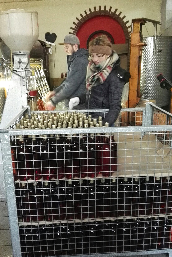 Weingut Schuh-Sausen Reil Mosel Wein Arbeit im Keller